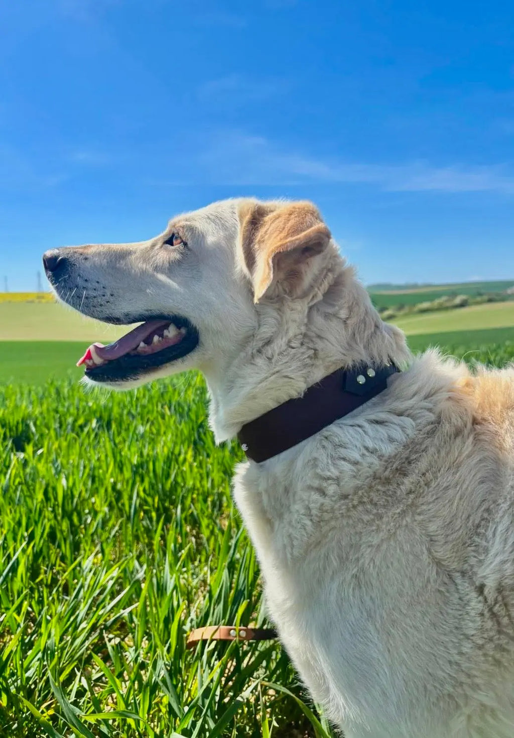 Collier Snowdrop Toffee's Collar