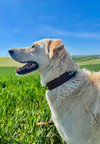 Collier Snowdrop Toffee's Collar