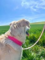 Collier Dahlia Toffee's Collar