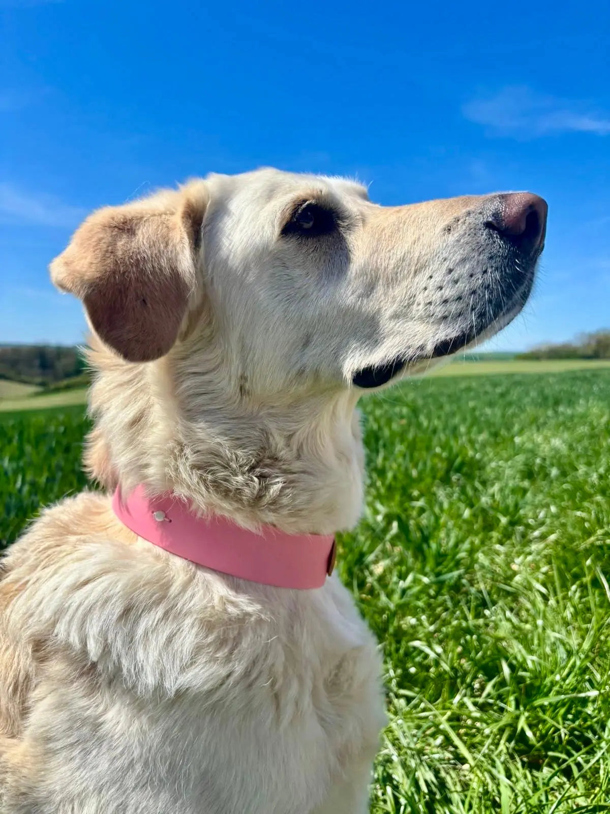 Collier Snowdrop Toffee's Collar