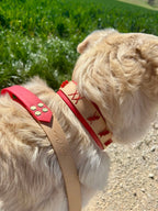 Collier Dandelion Toffee's Collar
