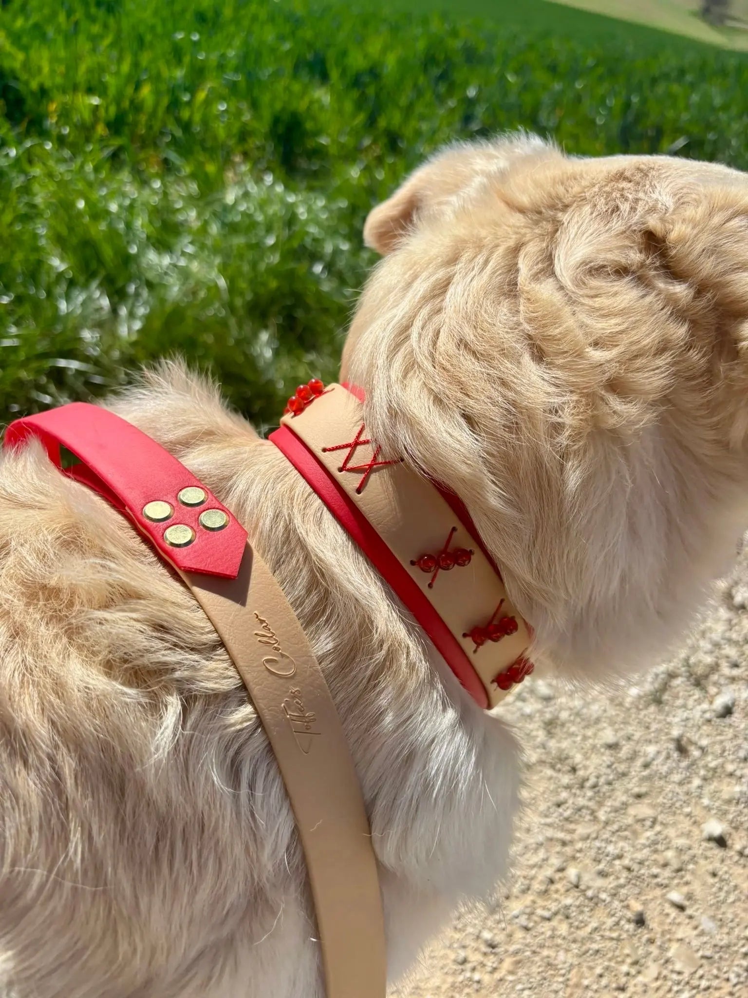 Collier Dandelion Toffee's Collar