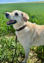 Collier Snowdrop Toffee's Collar