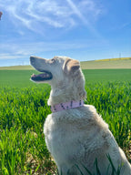 Collier Primrose Toffee's Collar