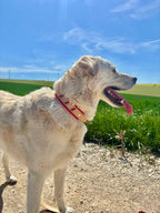 Collier Dandelion 2.0 Toffee's Collar