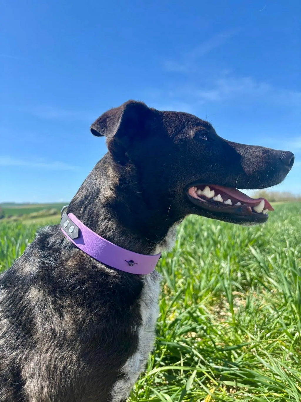 Collier Snowdrop Toffee's Collar