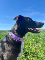 Collier Snowdrop Toffee's Collar