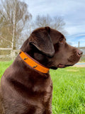 Collier Dandelion Toffee's Collar